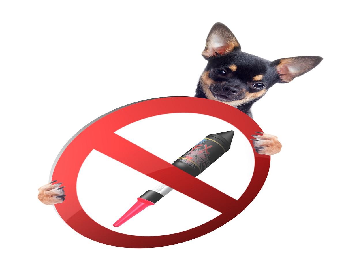 Silvester mit Hund. Chihuahua hält verbots Schild mit Rakete zwischen den Pfoten