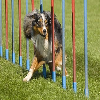 Slalom mit Hund. Hund läuft Slalom zwischen Stangen