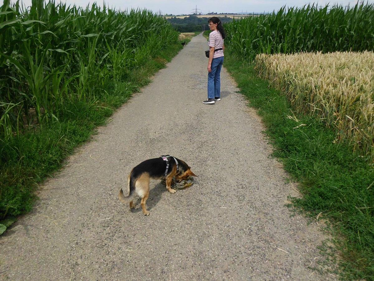 Spaziergang mit Hund interessant machen. Hund findet verlorenes Tuch