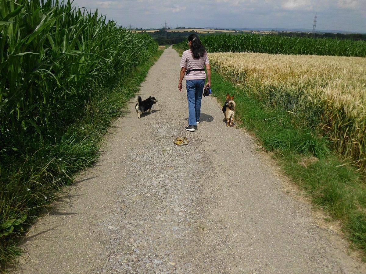 Spaziergang mit Hund interessant machen. Frau läuft mit zwei Hunden spazieren