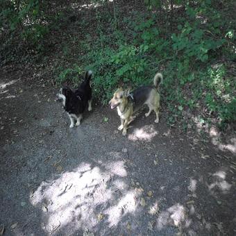 Milben und Parasiten. Zwei Hunde im Wald am Wegrand.