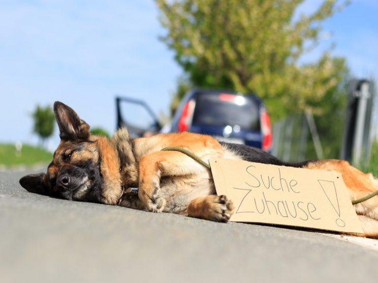 Straßenhunde Das Leiden der Tiere Der Pfoten Freund