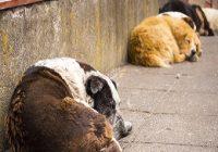 Straßenhunde auf dem Gehweg am schlafen