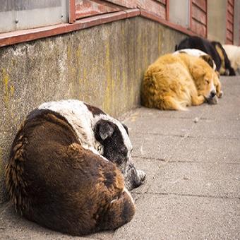 Straßenhunde auf dem Gehweg am schlafen