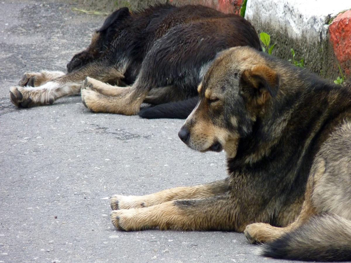 Straßenhunde. Schlafender Hund in den Karpaten in Rumänien