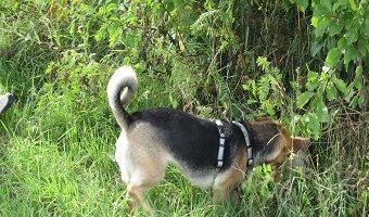 Suchen und bringen spielerrich umsetzen. Hündin findet einen Ball unter einem Baum