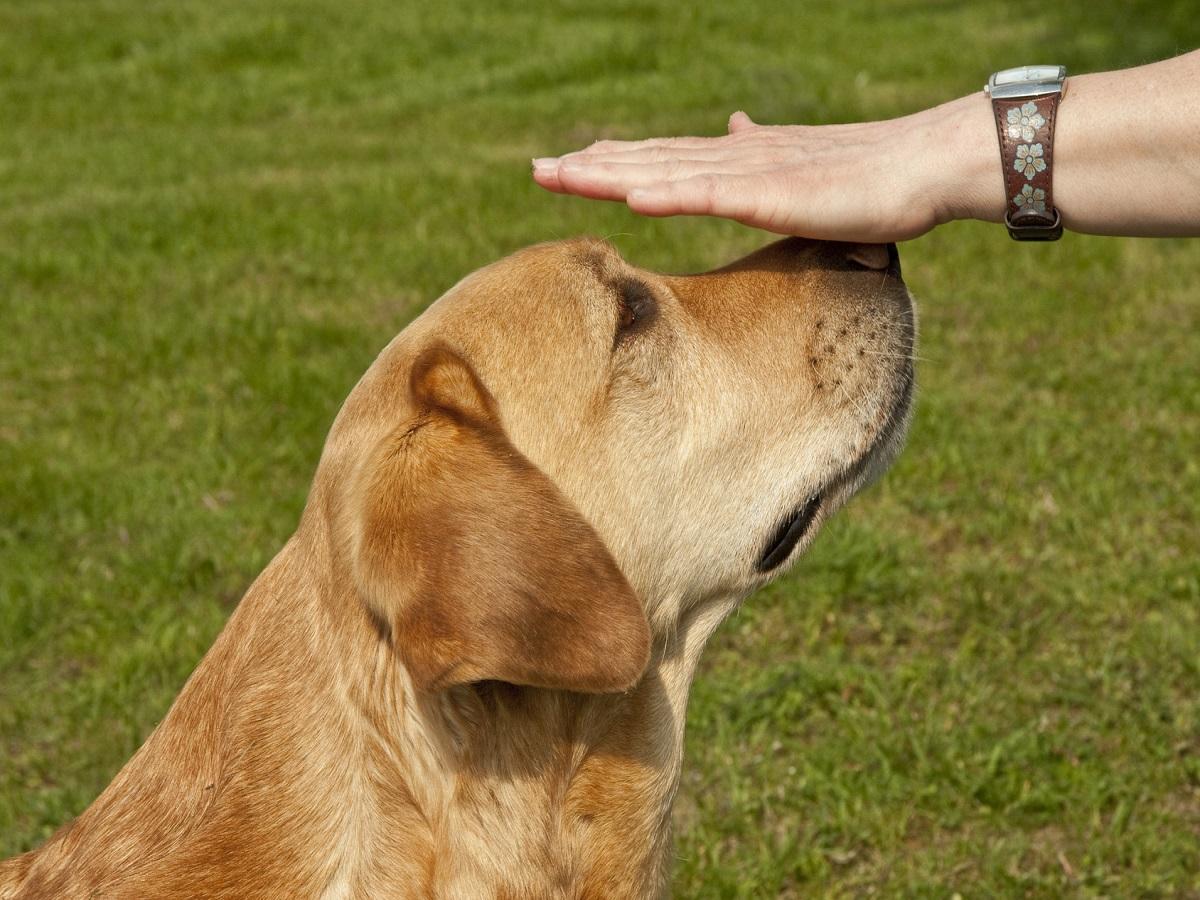 Target Training mit Hund. Eine Hand auf der Hundenasse.