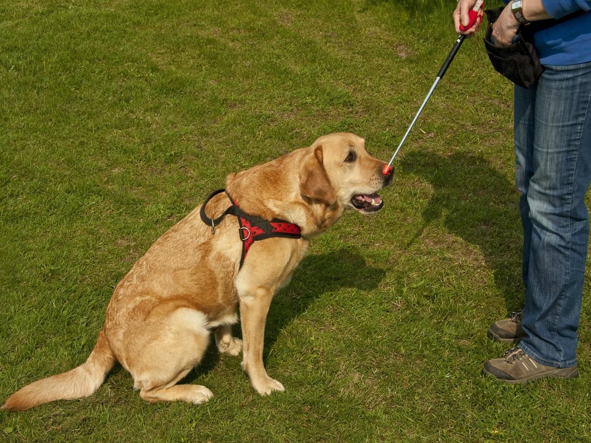 Target Training mit Hund. Hund sucht die Spitze des Targetsticks.