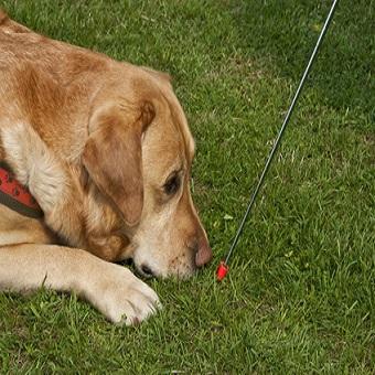 Target Training mit Hund. Hund kriecht mit Targetstick.