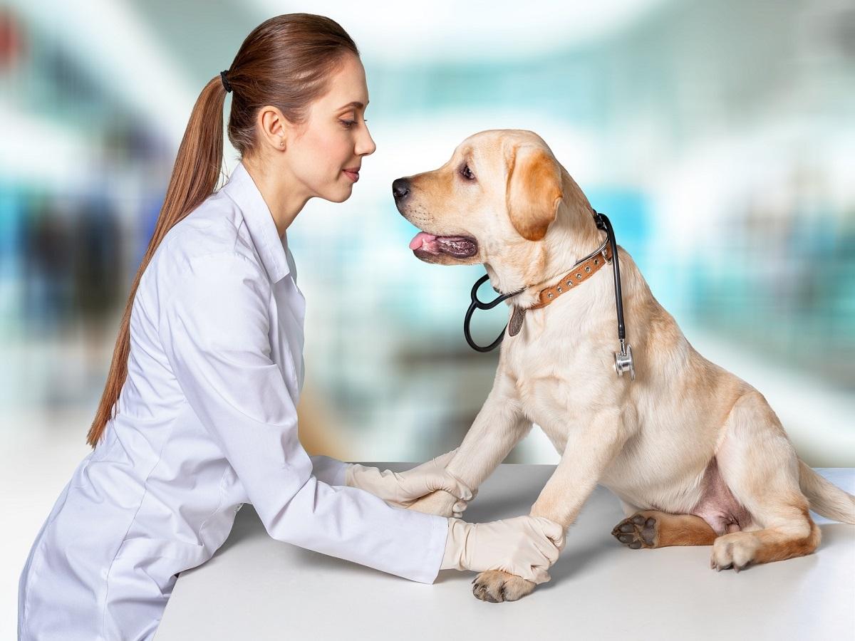 Tierarzt. Tierärztin mit Hund