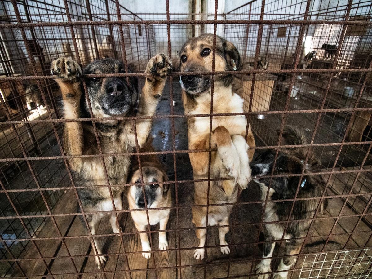 Das Tierheim. Hunde in Rumänien die in einem Käfig leben.