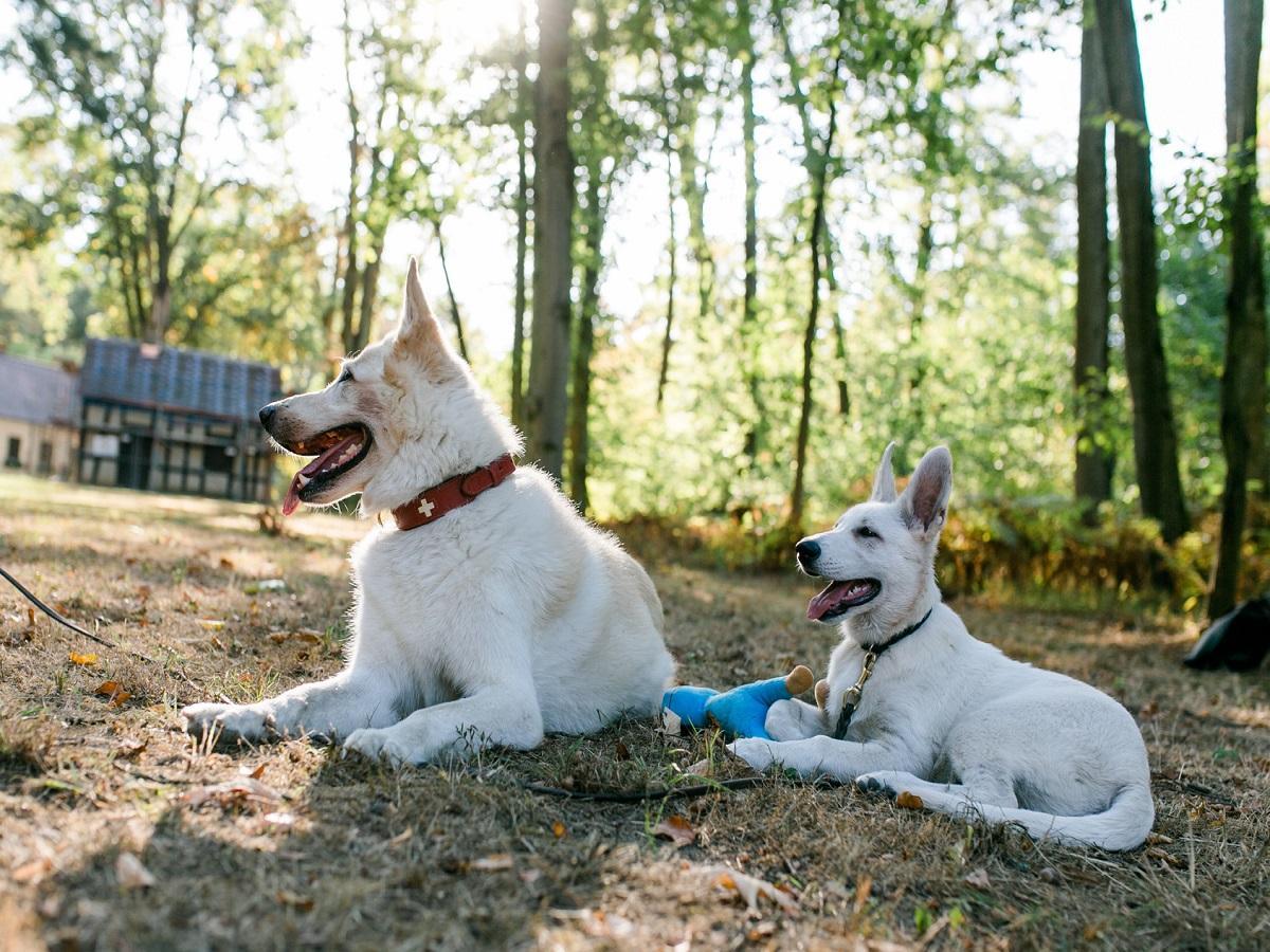 Das Tierheim. Weißer Schäferhund und Welpe.