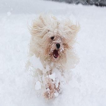 Toben im Schnee. Havanese Hund rennt im Schnee
