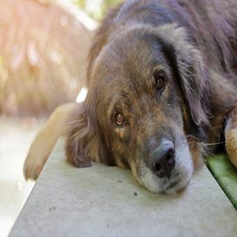 Trauer bei Hunden. Alter Hund beim Trauern