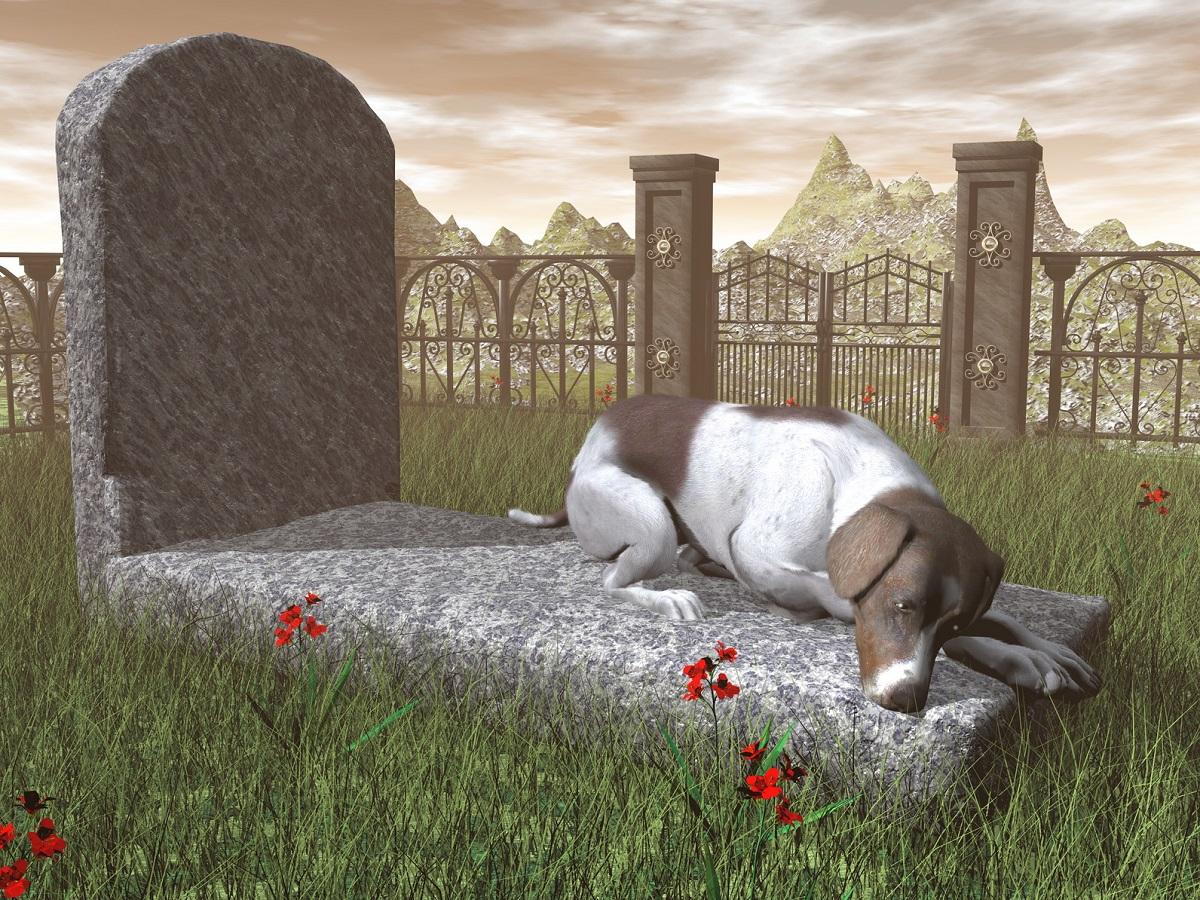 Trauer bei Hunden Was hilft ihrem Liebling Der Pfoten Freund