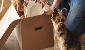 Umziehen mit einem Hund. Ein Ehepaar packt einen Umzugskartons. Neben ihnen sitzt ihr Hund auf dem Boden.