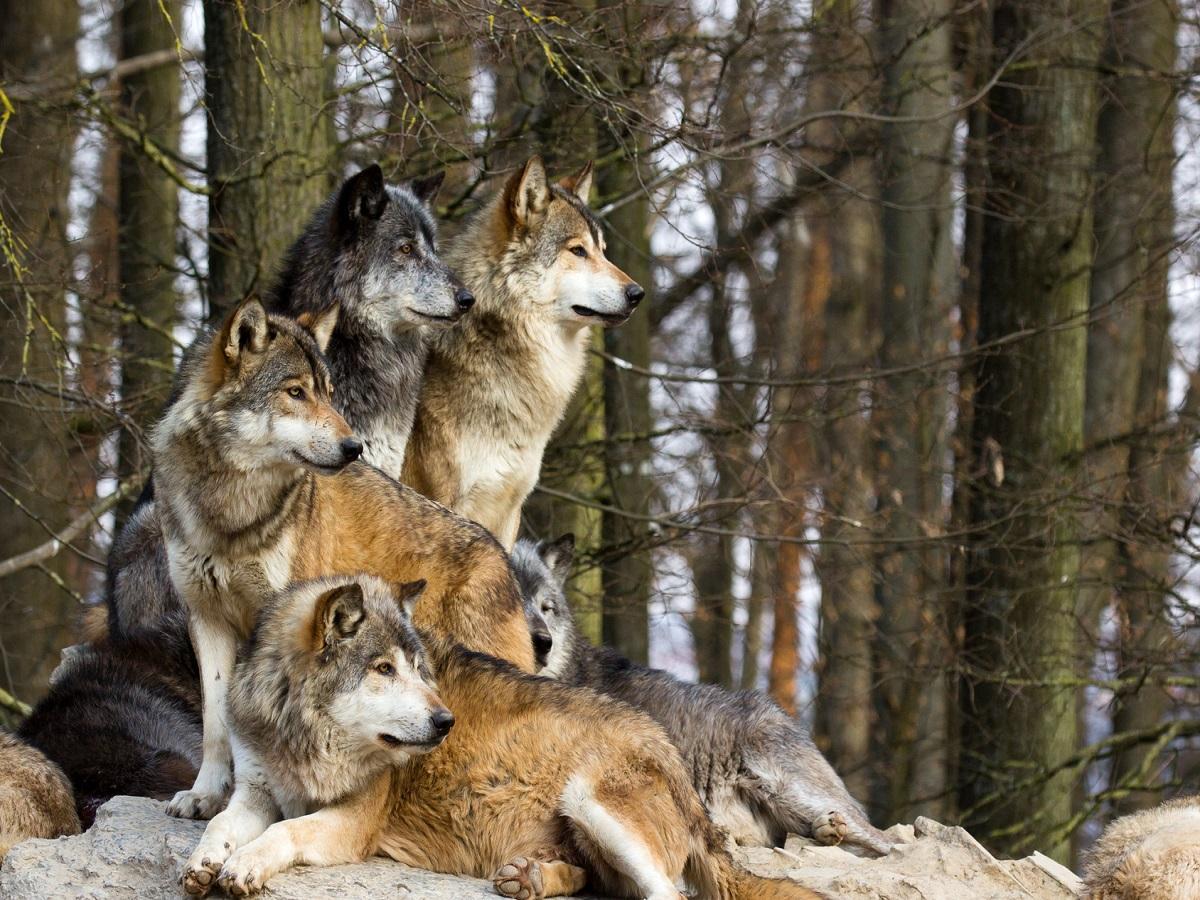 Die Geschichte des Hundes. Ein Rudel Wölfe im Wald auf einem Fels.