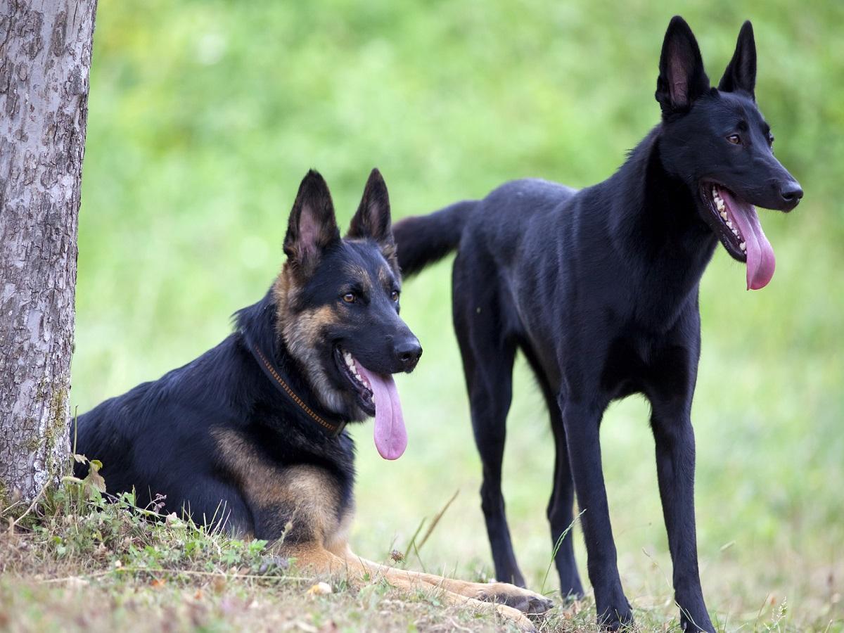 Die Geschichte des Hundes. Deutscher Schäferhund und Malinois Hunde auf der Wiese.