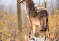 Die Geschichte des Hundes. Ein Wolf steht auf einem Stein und schaut sich um.