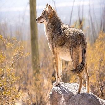 Die Geschichte des Hundes. Ein Wolf steht auf einem Stein und schaut sich um.