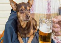 Was ist Hundebier. Hund dem sein Besitzer Bier anbietet