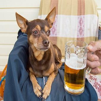 Was ist Hundebier. Hund dem sein Besitzer Bier anbietet