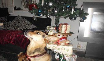 Weihnachtsgeschenk Hund. Als Geschenk verpackter Hund