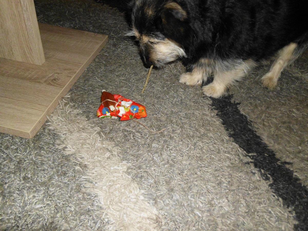 Weihnachtsgeschenke für Hunde Der Pfoten Freund