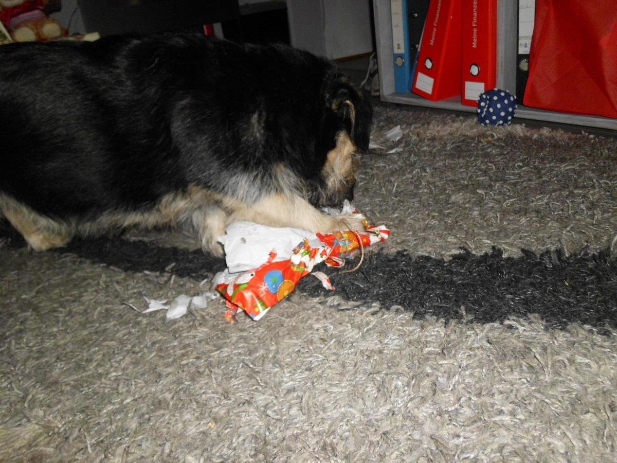 Weihnachtsgeschenke für Hunde. Hund packt Geschenk aus
