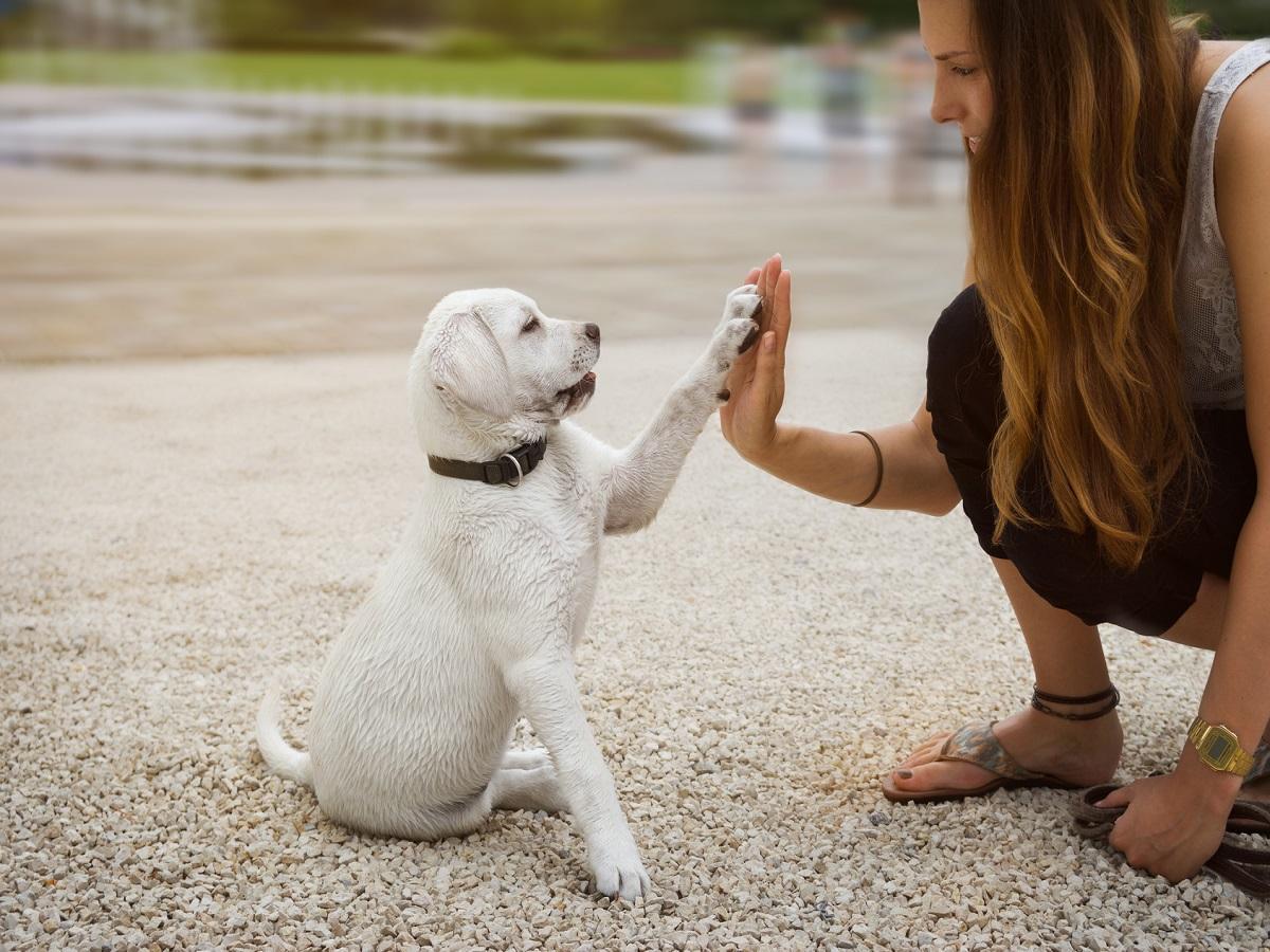 Lernverhalten von Hunden. Labrador Welpe und junge Frau geben sich ein High Five.