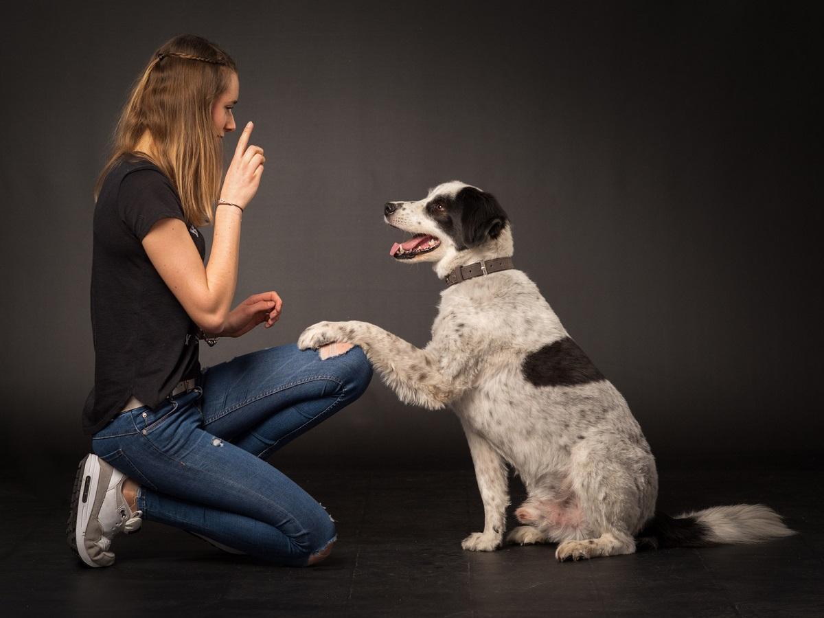 Lernverhalten von Hunden. Junges Mädchen gibt ihrem Hund ein Kommando.