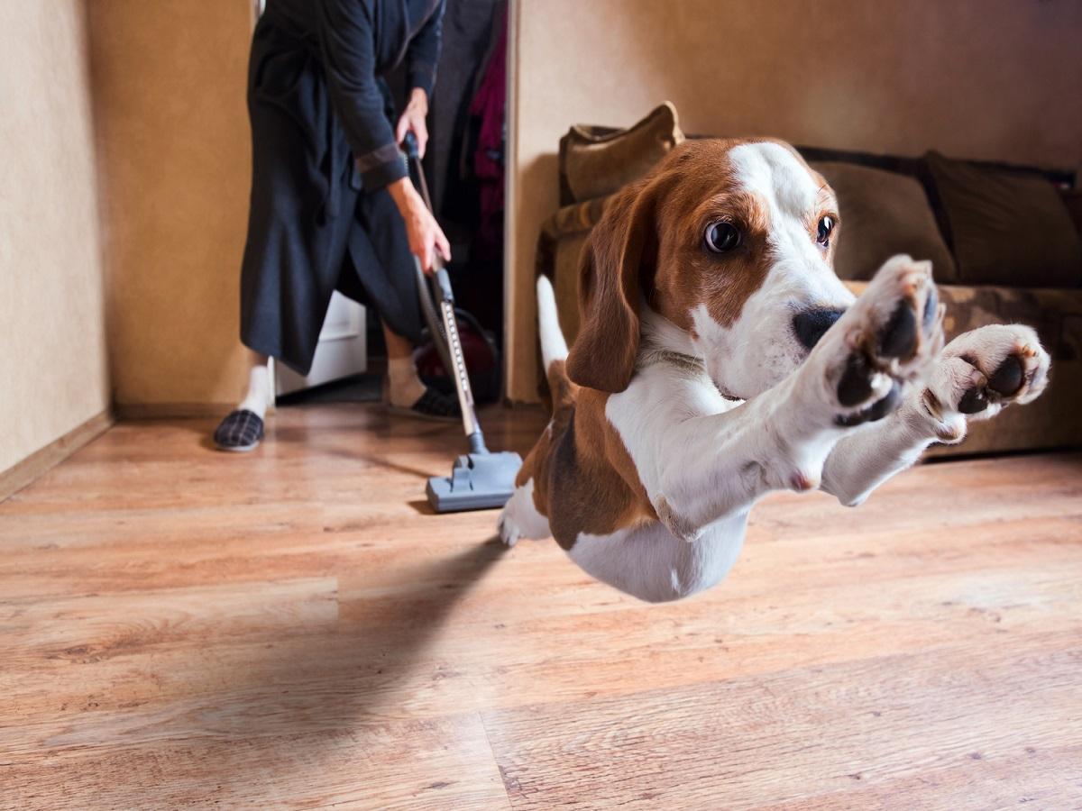 Wohnungspflege mit Hund. Ein Hund flieht vor einem Mann mit Staubsauger.