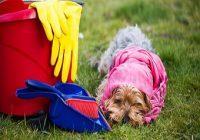 Wohnungspflege mit Hund. Yorkshire Terrier mit Eimer und Schaufel auf der Wiese, Frühjahrsputz.