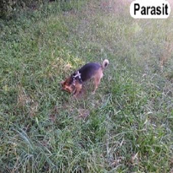 Würmer beim Hund Beitragsbild Beschriftet. Hund gräbt im Mauseloch