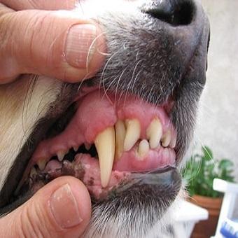 Zahnfleisch Entzündung beim Hund. Mensch schiebt Oberlippe und Unterlippe beim Hund weg