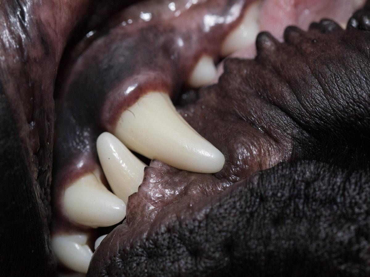 Zahnfleisch Entzündung beim Hund. Hundezähne