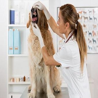 Zahnstein beim Hund. Ärztin untersucht Hundezähne
