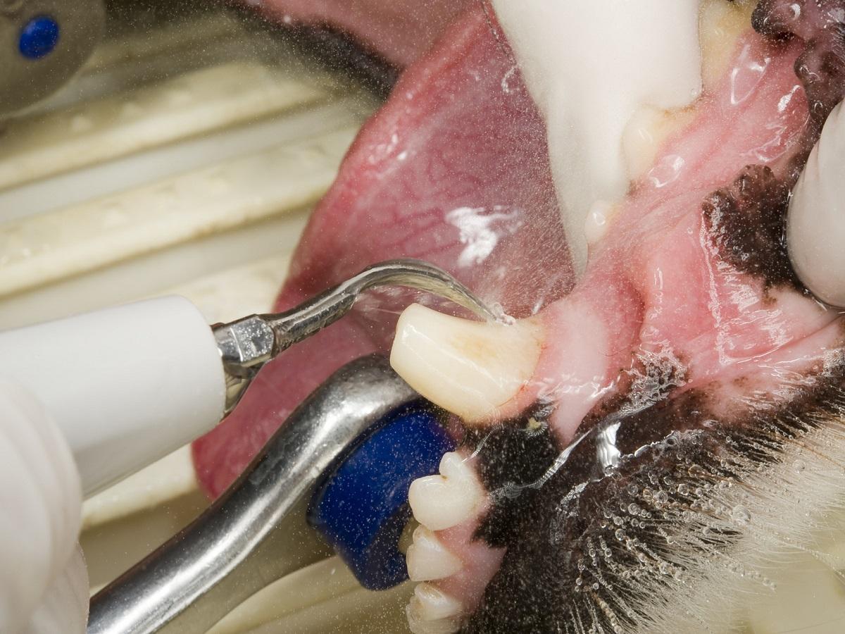 Zahnstein beim Hund Kann zu schlimmen Erkrankungen führen