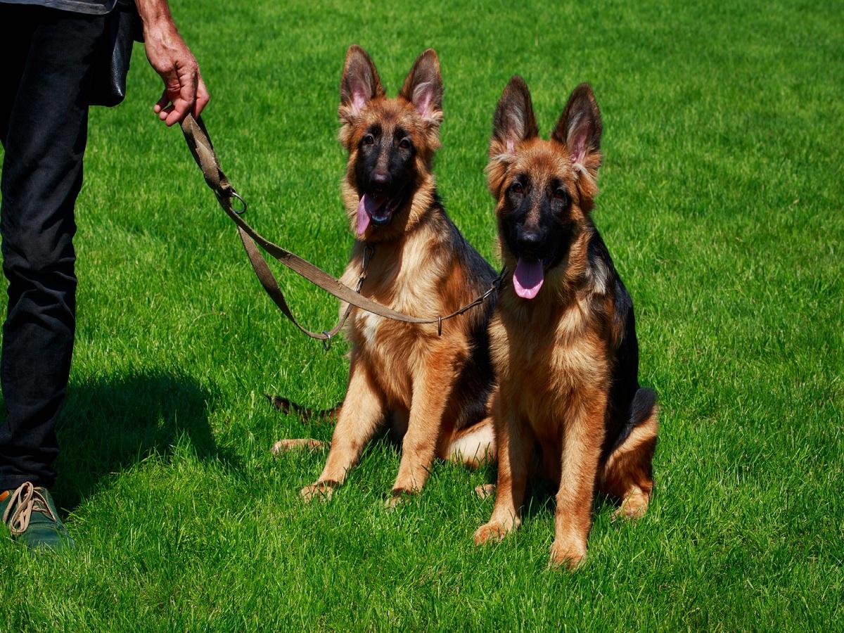 Zink-reaktive Dermatose beim Hund. Zwei junge deutsche Schäferhunde an der Leine sitzend auf einer Wiese.