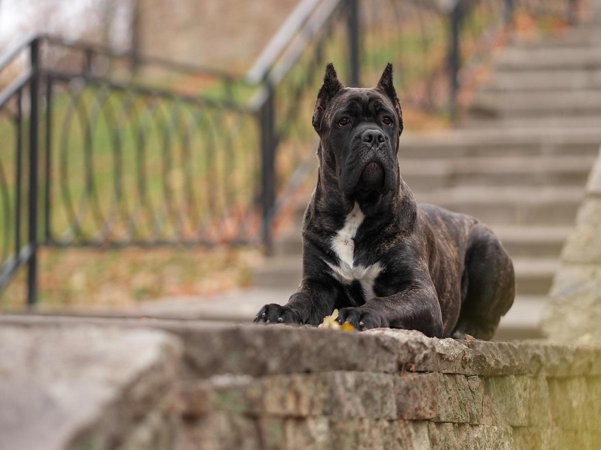 Zink-reaktive Dermatose beim Hund. Cane Corso Welpe sitzt auf einer Treffe.