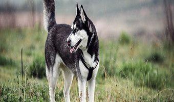 Zink-reaktive Dermatose beim Hund. Siberian Husky Hund steht auf einer grünen Wiese.