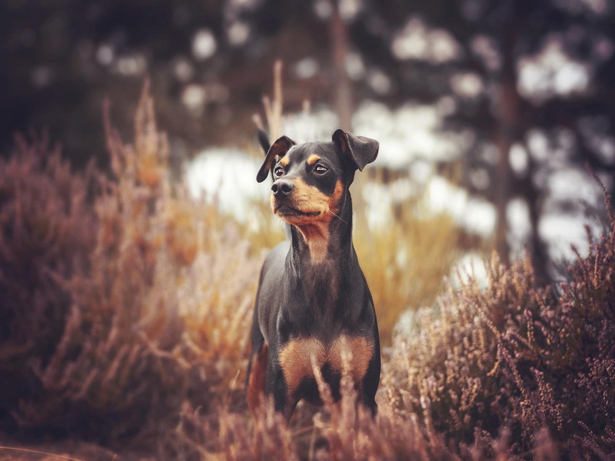 Ein Zwergpinscher in der Natur im Herbst zwischen Sträuchern und Büschen.