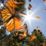 Butterfly Tree in the Tropical Forest of Latin America