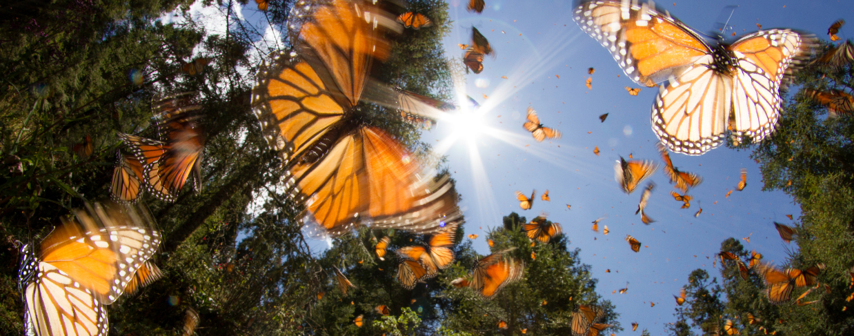 Butterfly Tree in the Tropical Forest of Latin America