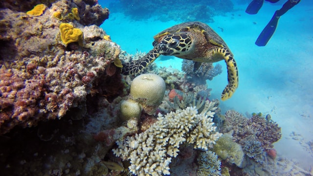 Water Recreation in Great Barrier Reef