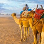 Camel caravan at the beach of Essaouira