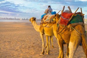 camel caravan at the beach of essaouira morocco