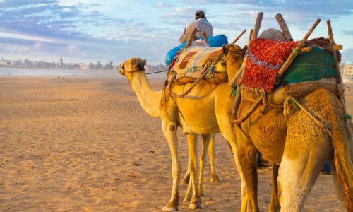 Camel caravan at the beach of Essaouira