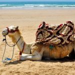 camel on the beach