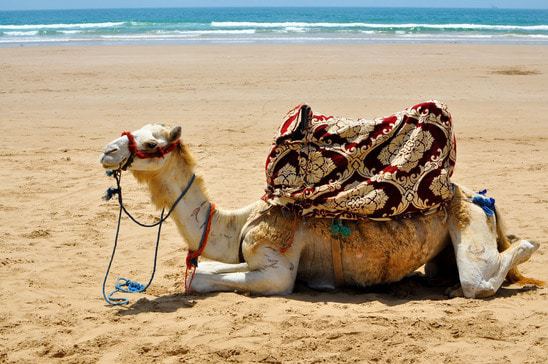 camel on the beach